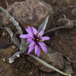 Pseudopodospermum undulatum