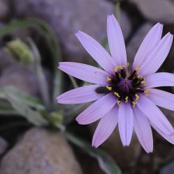 Pseudopodospermum undulatum