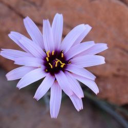 Pseudopodospermum undulatum