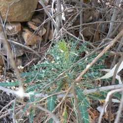 Ptilostemon dyricola