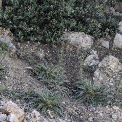 Ptilostemon dyricola