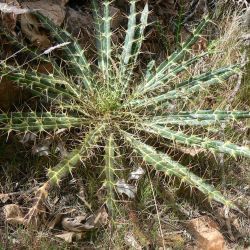 Ptilostemon dyricola