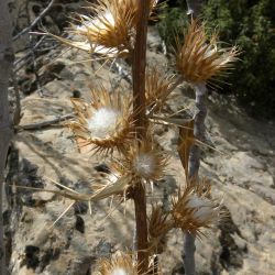 Ptilostemon dyricola
