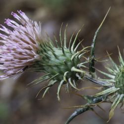 Ptilostemon rhiphaeus