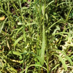 Pulicaria arabica subsp. hispanica