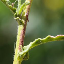 Pulicaria arabica subsp. hispanica