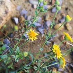 Pulicaria arabica subsp. hispanica