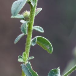 Pulicaria arabica subsp. hispanica