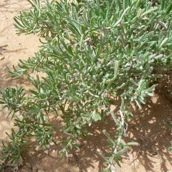 Pulicaria burchardii subsp. burchardii