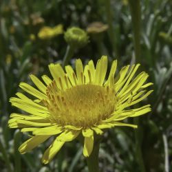 Pulicaria burchardii subsp. burchardii
