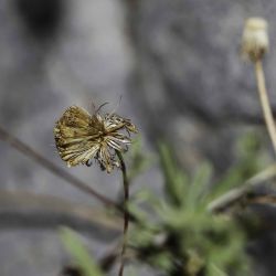 Pulicaria glandulosa