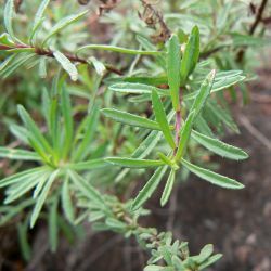 Pulicaria glandulosa