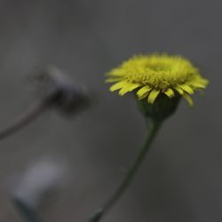 Pulicaria glandulosa