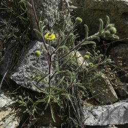 Pulicaria inuloides