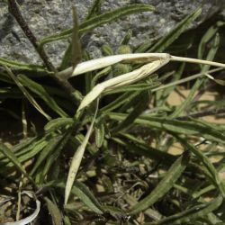 Pulicaria inuloides