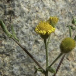 Pulicaria inuloides