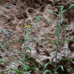 Pulicaria inuloides