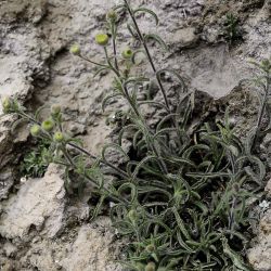 Pulicaria inuloides