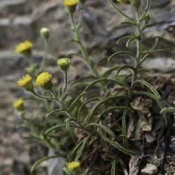 Pulicaria inuloides
