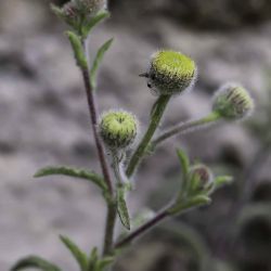 Pulicaria inuloides