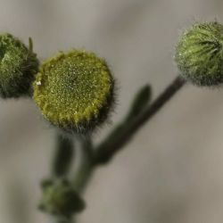 Pulicaria inuloides