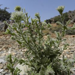 Pulicaria mauritanica