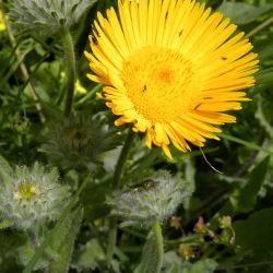 Pulicaria mauritanica
