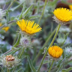 Pulicaria mauritanica