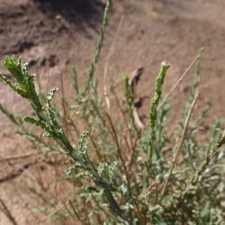 Pulicaria undulata