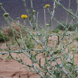 Pulicaria undulata
