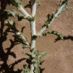 Pulicaria undulata