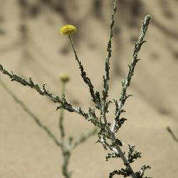 Pulicaria undulata