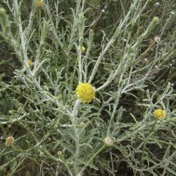 Pulicaria undulata