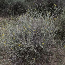 Pulicaria undulata