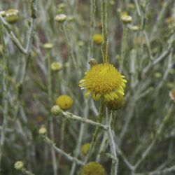 Pulicaria undulata