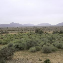 Pulicaria undulata