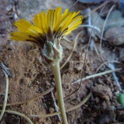 Reichardia tingitana