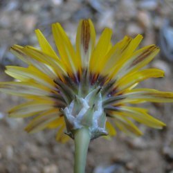 Reichardia tingitana