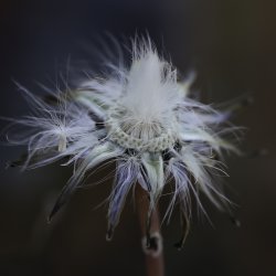 Reichardia tingitana