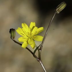 Rhagadiolus stellatus