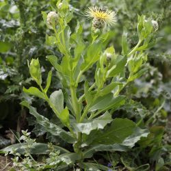 Rhaponticoides nuriae
