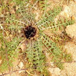 Rhaponticum acaule