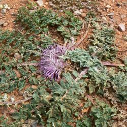Rhaponticum acaule