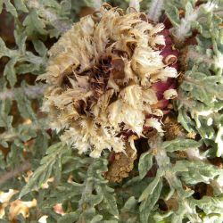Rhaponticum acaule