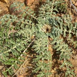 Rhaponticum acaule