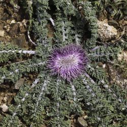 Rhaponticum acaule