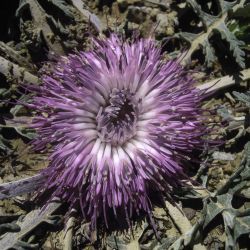 Rhaponticum acaule