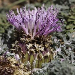Rhaponticum acaule