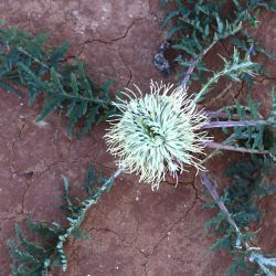 Rhaponticum acaule