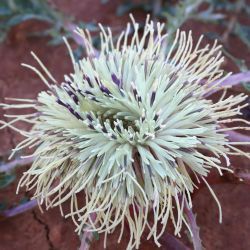 Rhaponticum acaule